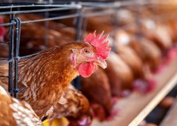 أسعار الدواجن والبيض في الأسواق اليوم الجمعة