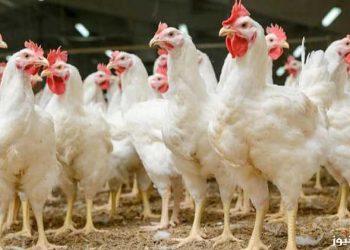 أسعار الدواجن والبيض في الأسواق اليوم الخميس