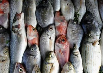 أسعار الأسماك في سوق العبور اليوم الجمعة