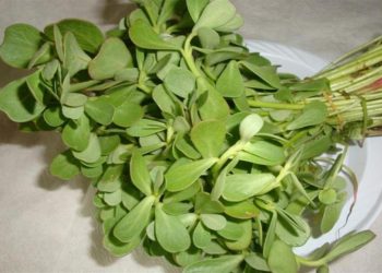 فوائد صحية غير متوقعة لنبتة البقلة