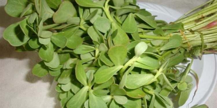 فوائد صحية غير متوقعة لنبتة البقلة