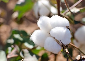 توصيات هامة لإعداد الأرض قبل زراعة القطن.. تعرف عليها