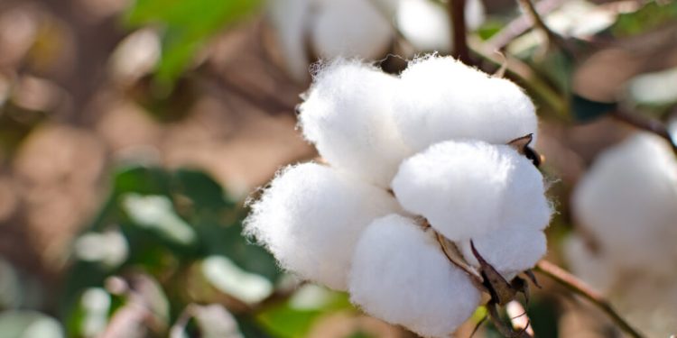 توصيات هامة لإعداد الأرض قبل زراعة القطن.. تعرف عليها