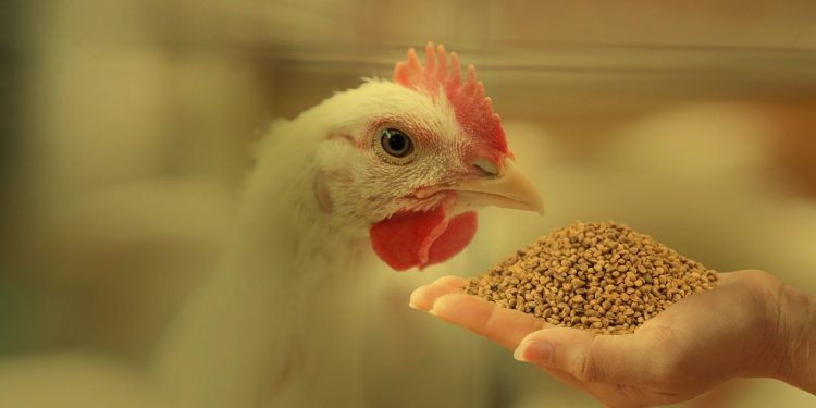 أسعار الأعلاف والخامات في الأسواق اليوم 9 فبراير 2025