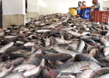 أسعار الأسماك في سوق العبور اليوم الأربعاء