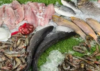 أسعار الأسماك