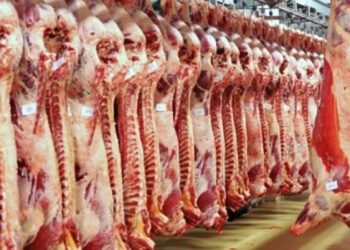 أسعار اللحوم الحمراء اليوم الإثنين