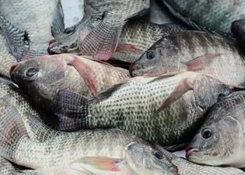 أسعار الأسماك في سوق العبور اليوم الأحد