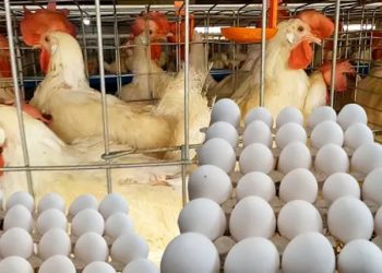 أسعار الدواجن والبيض في الأسواق اليوم الأحد