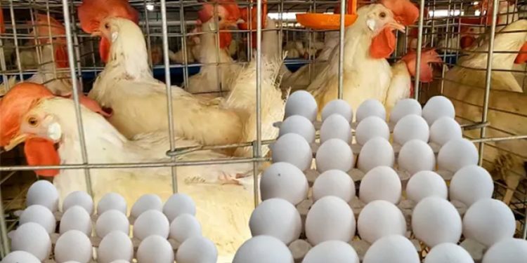 أسعار الدواجن والبيض أسعار الدواجن والبيض في الأسواق اليوم الأحد