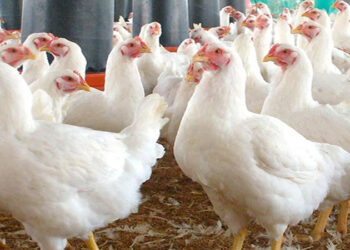 أسعار الدواجن والبيض في الأسواق اليوم الأربعاء