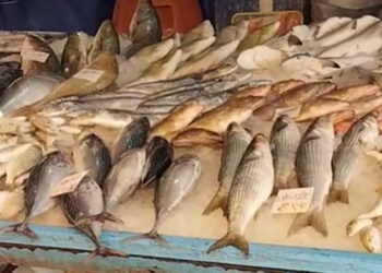 أسعار الأسماك في الأسواق اليوم الأحد