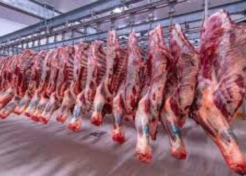 أسعار اللحوم الحمراء اليوم الأحد