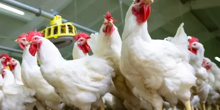 أسعار الدواجن والبيض في الأسواق اليوم الثلاثاء