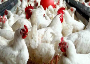 أسعار الدواجن والبيض في الأسواق اليوم السبت