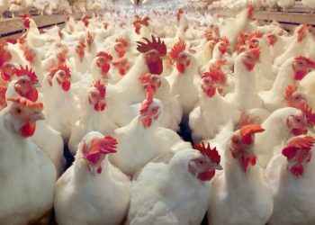 تراجع طفيف في أسعار الفراخ مع بداية اليوم الثاني من رمضان.. تعرف على الأسعار الجديدة