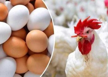 أسعار الدواجن والبيض