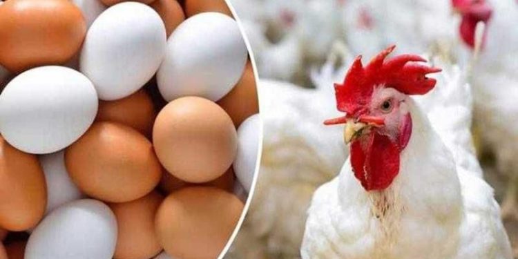 أسعار الدواجن والبيض أسعار الدواجن والبيض