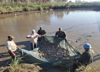جهاز تنمية الثروة السمكية يواصل أعمال الصيد لهذا العام في عدد من المواقع الإنتاجية المختلفة