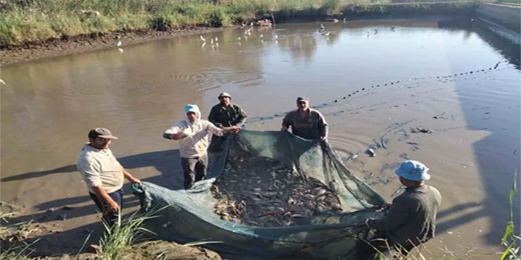 جهاز تنمية الثروة السمكية يواصل أعمال الصيد لهذا العام في عدد من المواقع الإنتاجية المختلفة