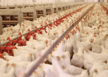 تراجع طفيف في أسعار الفراخ مع بداية اليوم الثاني من رمضان.. تعرف على الأسعار الجديدة