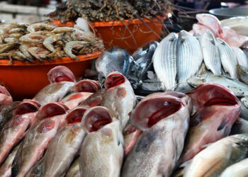 أسعار الأسماك في الأسواق اليوم السبت