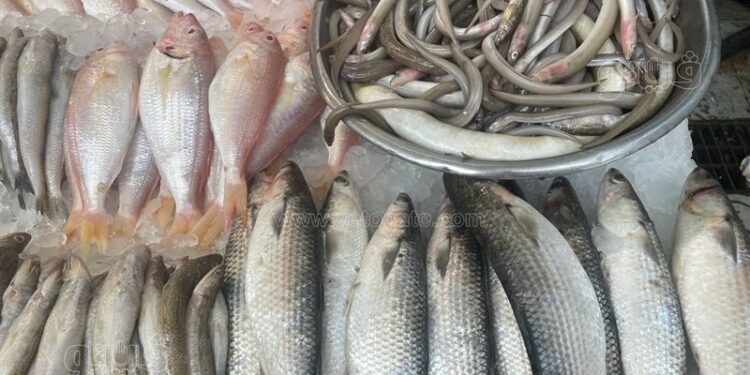 أسعار الأسماك في سوق العبور اليوم الأربعاء