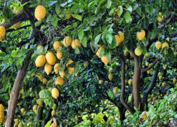 مجلس الوزراء ينفي توقف برنامج “مكافحة الآفات” لمحاصيل الليمون