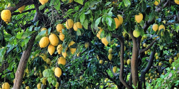 مجلس الوزراء ينفي توقف برنامج “مكافحة الآفات” لمحاصيل الليمون