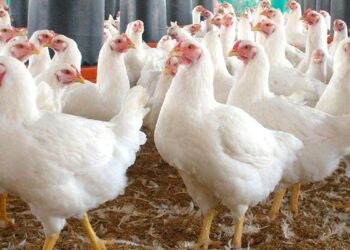 أسعار الدواجن والبيض في الأسواق اليوم الجمعة