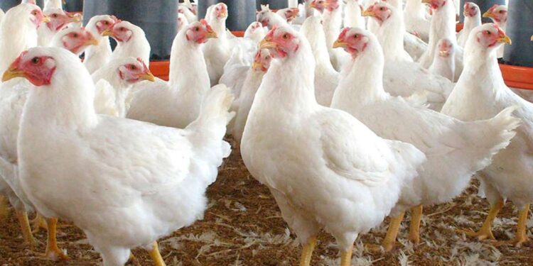 أسعار الدواجن والبيض في الأسواق اليوم الجمعة