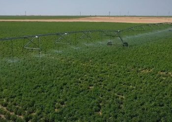 جهاز مستقبل مصر للتنمية المستدامة ينفذ حلقة متكاملة وتوزيع السلع لتوفير منتجات عالية الجودة