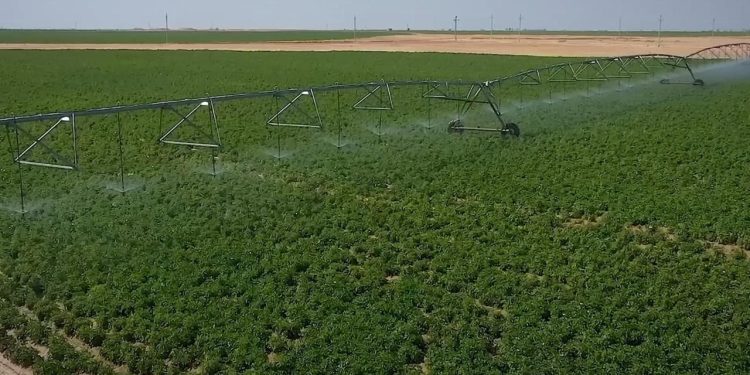 جهاز مستقبل مصر للتنمية المستدامة ينفذ حلقة متكاملة وتوزيع السلع لتوفير منتجات عالية الجودة