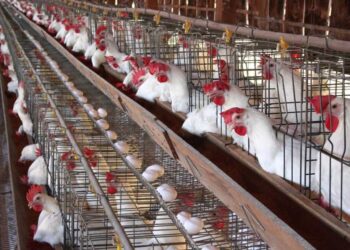 أسعار الدواجن والبيض في الأسواق اليوم الأربعاء