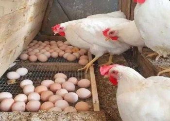 الدواجن البيضاء