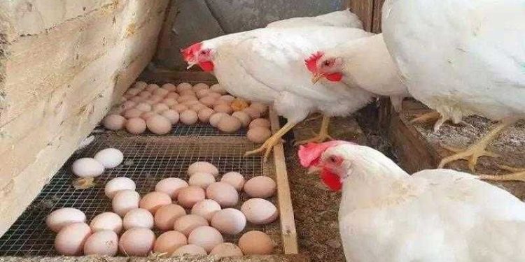 الدواجن البيضاء الدواجن البيضاء