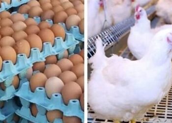 أسعار الدواجن والبيض في الأسواق اليوم الخميس
