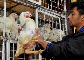 أسعار الدواجن والبيض في الأسواق اليوم الخميس