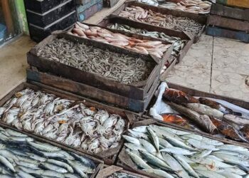 أسعار الأسماك في سوق العبور اليوم الأربعاء