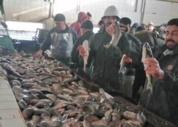 جهاز حماية وتنمية البحيرات والثروة السمكية يستكمل موسم حصاد الأسماك بمزرعة المنزلة السمكية