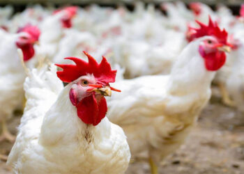 أسعار الدواجن والبيض في الأسواق اليوم الخميس