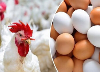أسعار الدواجن والبيض في الأسواق اليوم الثلاثاء