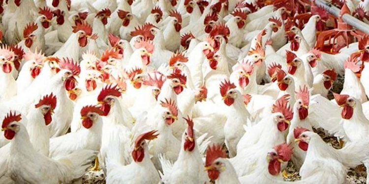 أسعار الدواجن والبيض في الأسواق اليوم الإثنين