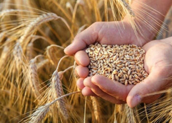 توريد القمح المحلى من المزارعين .. اعرف الأسعار