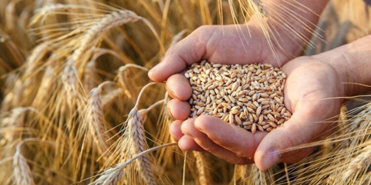 توريد القمح المحلى من المزارعين .. اعرف الأسعار