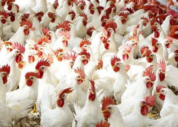 أسعار الدواجن والبيض في الأسواق اليوم الجمعة