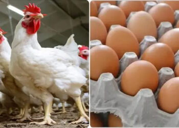 أسعار الدواجن والبيض في الأسواق اليوم السبت