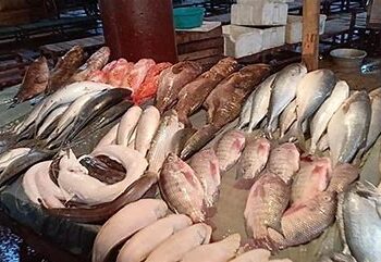 استقرار أسعار الأسماك والجمبري اليوم السبت 26 أبريل 2025 في سوق العبور