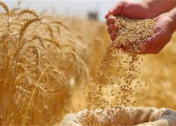 “التموين”: سعر مغرٍ لتوريد القمح المحلي أعلى من العالمي