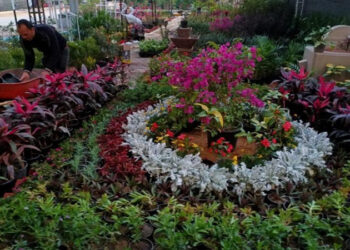 “الزراعة”: ألوان الطبيعة وأعياد الربيع تزين المتحف الزراعي في معرض زهور الربيع 2025